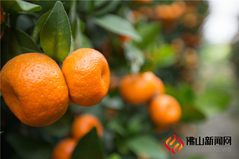 还未过年，陈村仙涌的年桔已经开始染上橘黄色，带来喜庆的年味。（佛山新闻网陈憧炜摄）