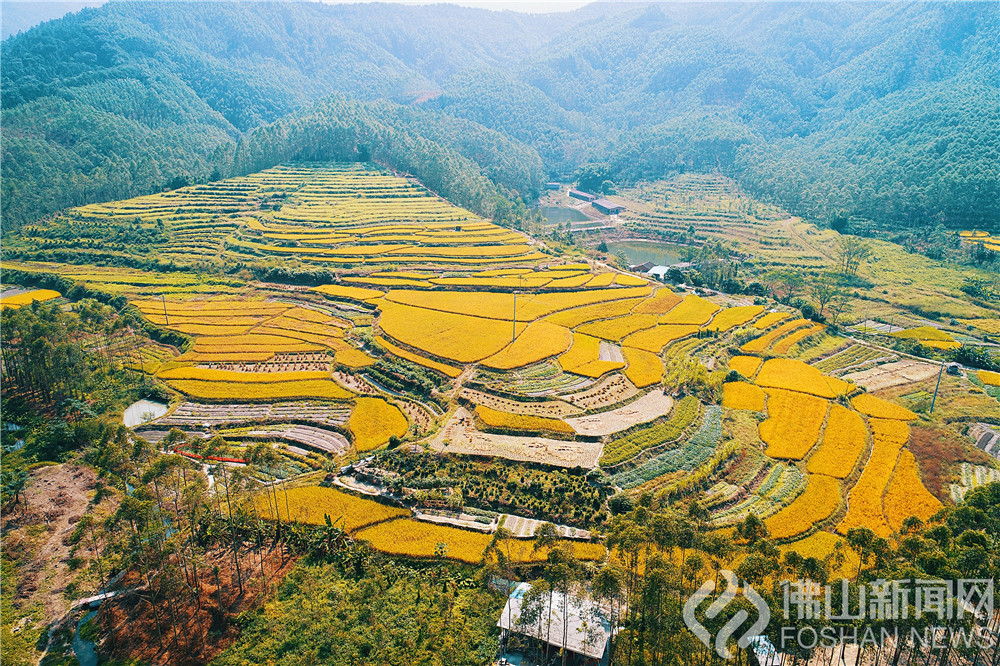 每到秋分一过，高明农村的一片片稻田逐渐染上金黄色，在皎蓝的天空之下，渐渐描绘出一幅艳丽的丰收图。 chao摄