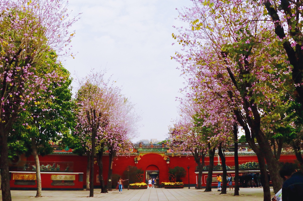 初春，佛山市祖庙博物馆内宫粉紫荆尽情绽放，犹如给这座庙宇换上春装。（摄影：何楚楚）