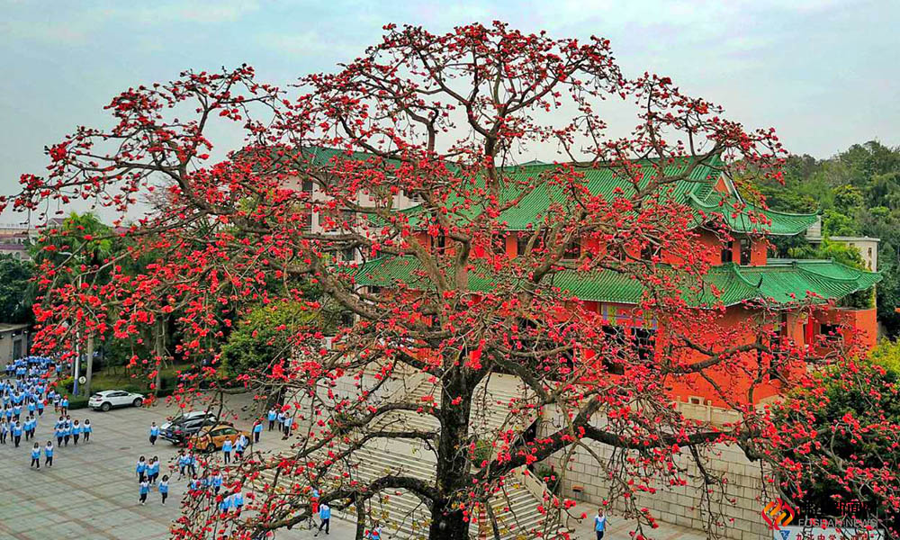 南国有佳木，盛开迎春来。烟花三月，又是木棉花盛开的好季节。南海九江中学的红棉树似乎都被染红了，每朵木棉都嫣红嫣红的，是学校不可多得的美景。