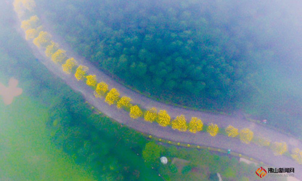 烟雨迷雾中，丹灶仙湖朦胧，黄花风铃木也似乎染上了仙气。