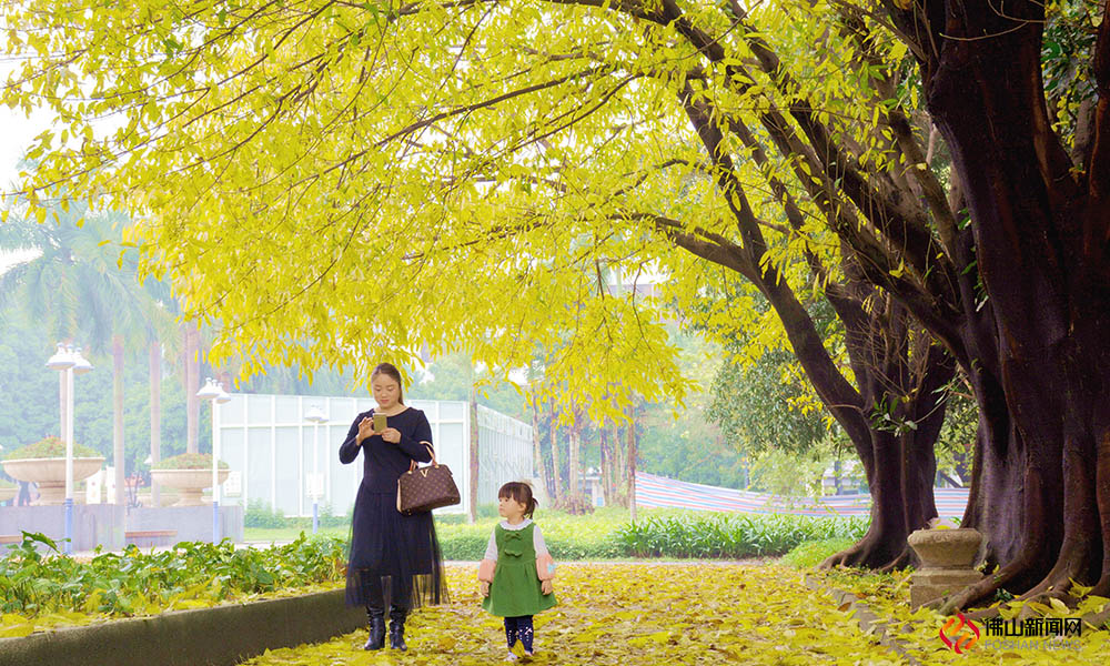 不是深秋，烟花三月，佛山大街小巷的大叶榕却被染成了烂漫的金色。