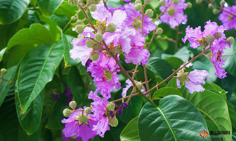 “庭前紫薇初作花，容华婉婉明朝霞。”这句话用来形容大叶紫薇是非常合适的。