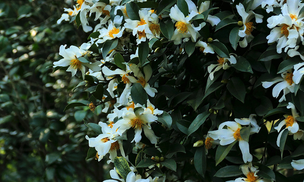 这些姿态万千的山茶花，如今已进入盛花期。