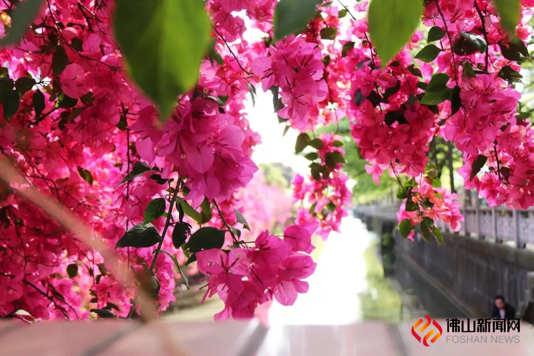 春色三月，这个时候的禅城最美风景，还属万丛绿中怒放的勒杜鹃，点缀着姹紫和嫣红。（图片来源：禅城发布）
