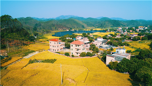 一年两造稻谷，11月，是晚稻收获季。从空中俯瞰，稻田被田间小路分割成方方块块，有浅绿的、金黄的，与周围葱茏的树木，形成美丽的乡村之景。 chao摄_副本.jpg