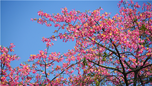 佛山大街小巷的异木棉开了，宛如一片片粉色的云彩，颜值完全不输银杏，快来邂逅这唯美秋色！ 捕风捉影摄_副本.jpg