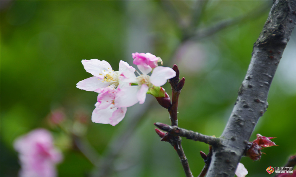 又到了一年的樱花季，亚艺公园的樱花也开啦。连日下雨，樱花上沾着雨露，显得格外灵动。（图/曹欣仪 文/冯慧雯）