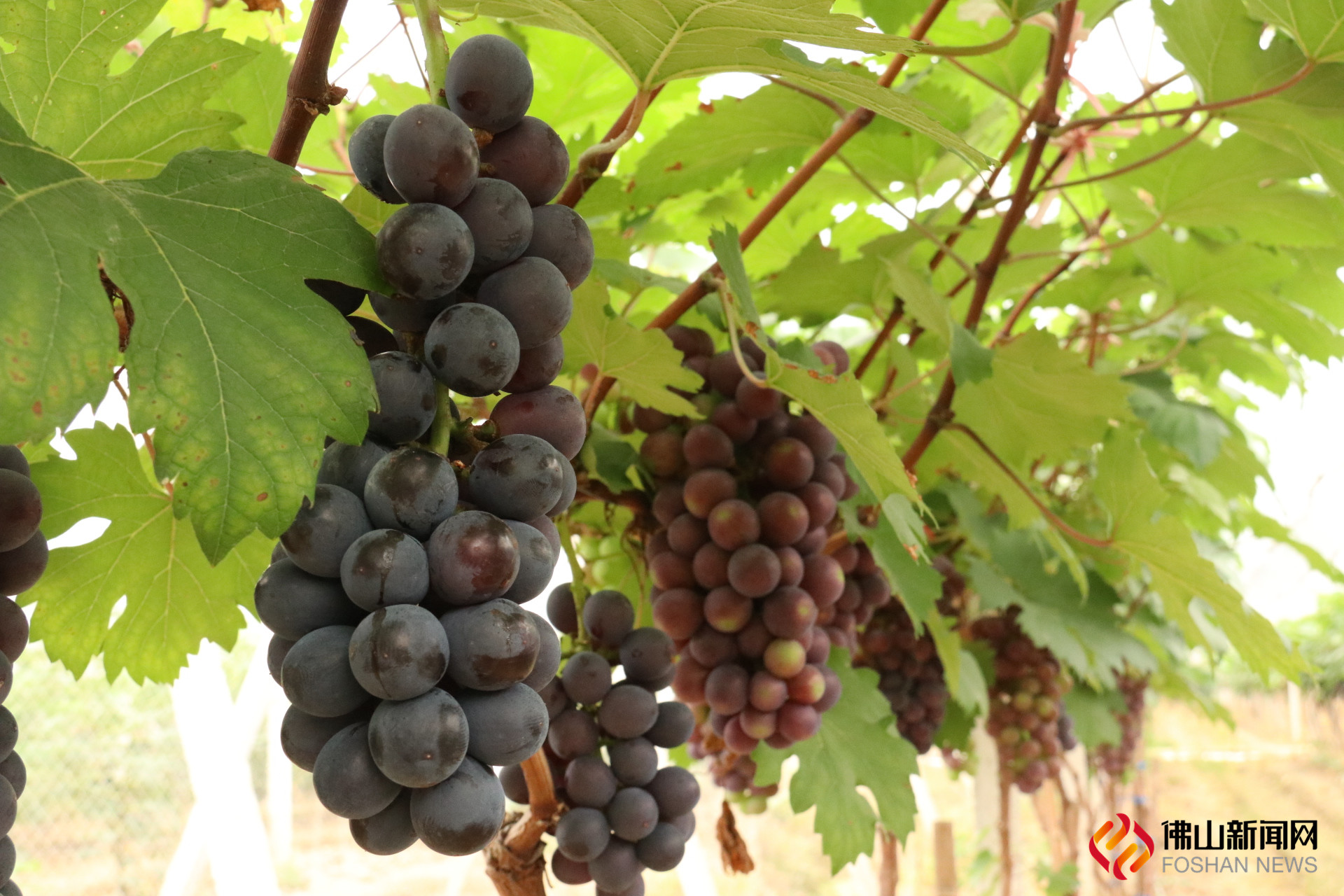 又到一年摘果季，禅城罗南生态园的葡萄熟啦。