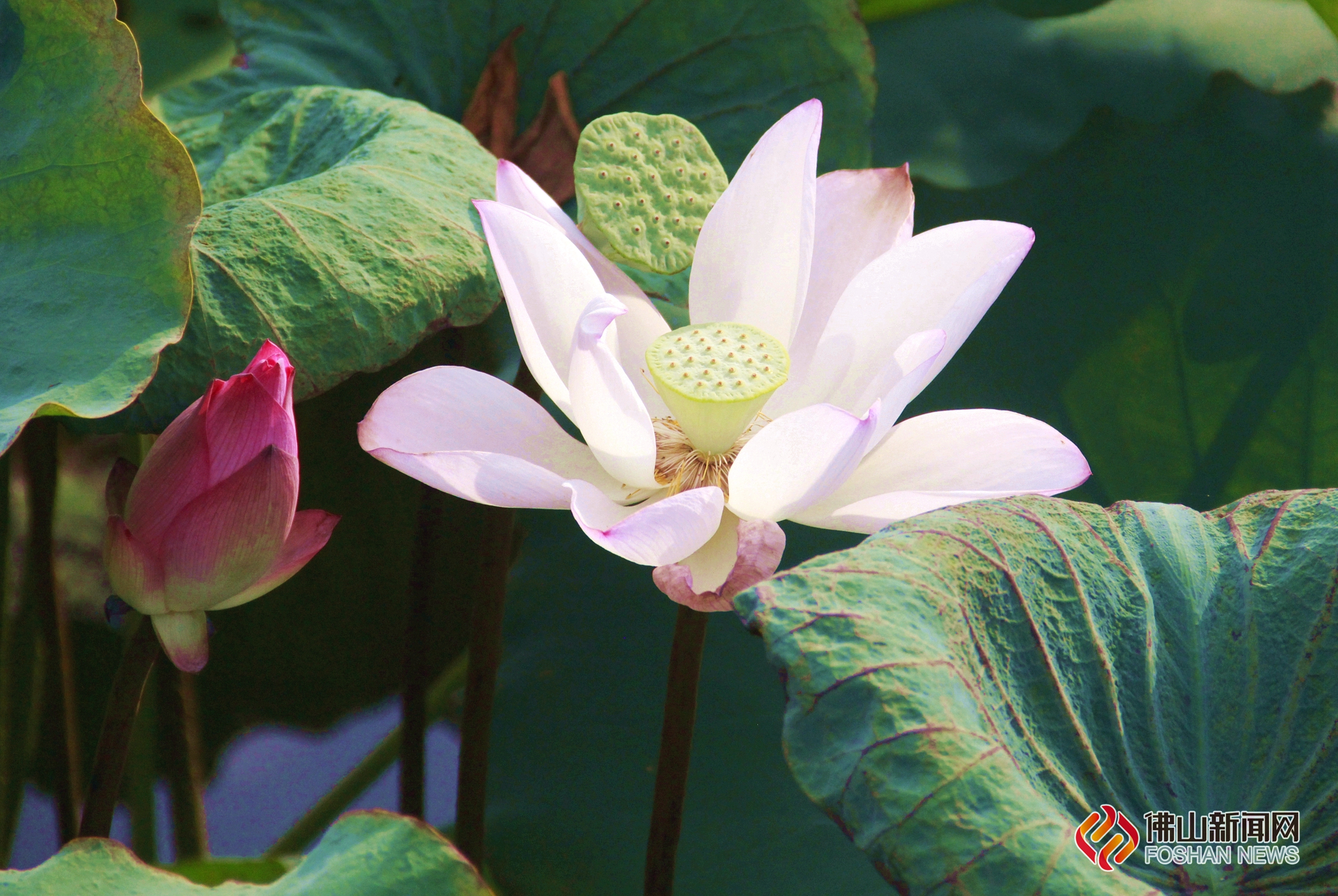 盛夏，是属于荷花的季节。在“千年花乡”顺德陈村，也有一片莲花开得如火如荼。