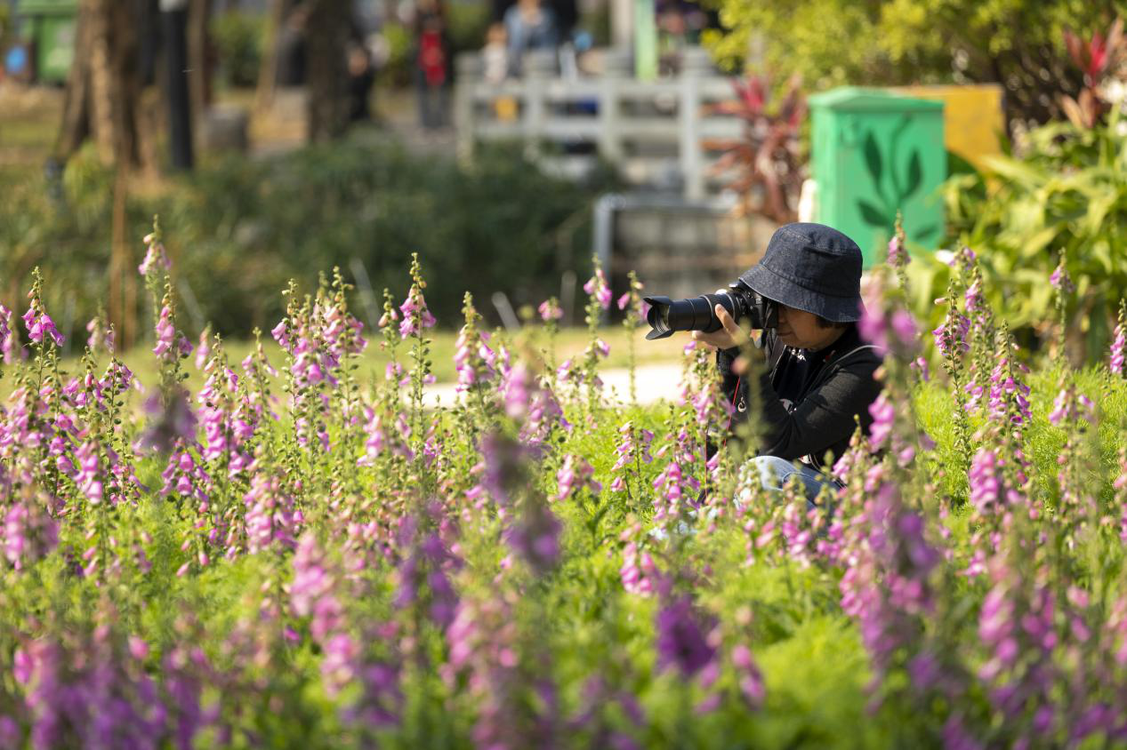 在禅城亚艺公园，市民用相机记录下满园春色。（摄影：邓锦壕）