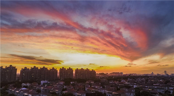 5月10日傍晚，佛山市顺德区北滘镇碧江村上空出现形似凤凰展翅的火烧云。（摄影：辛裕祺）