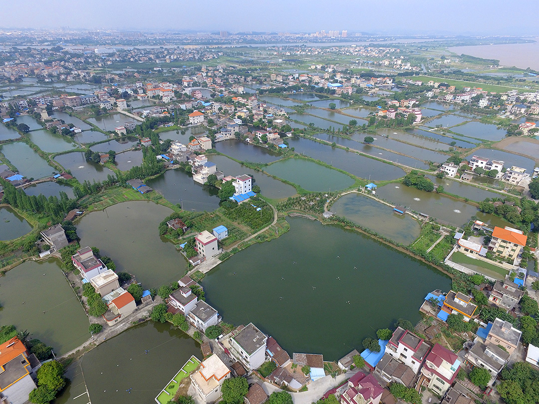南沙岛四面环江，村舍错落有致，鱼塘星罗棋布。。(龙上淳摄）