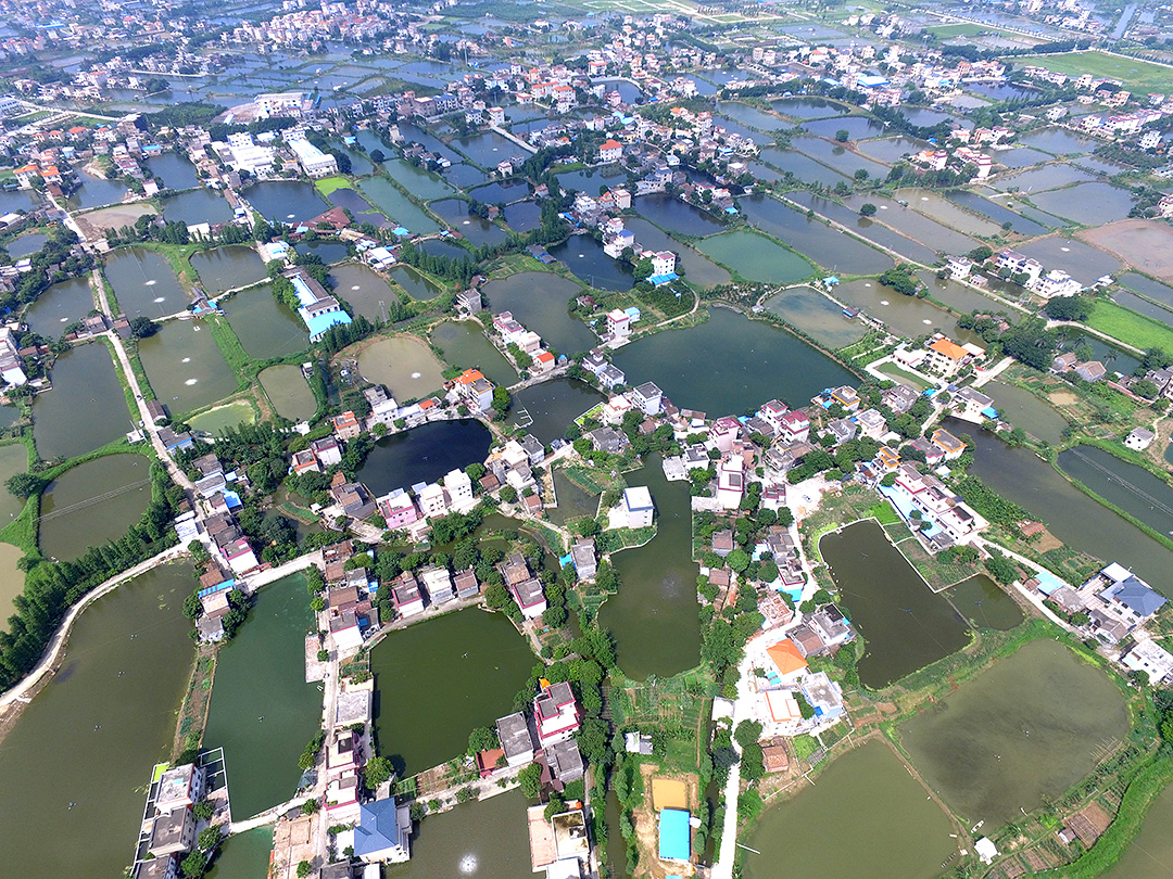 南沙岛四面环江，村舍错落有致，鱼塘星罗棋布。。(龙上淳摄）