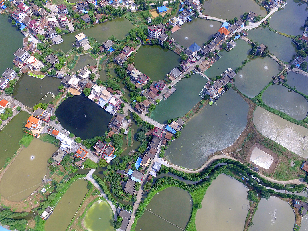 南沙岛四面环江，村舍错落有致，鱼塘星罗棋布。。(龙上淳摄）