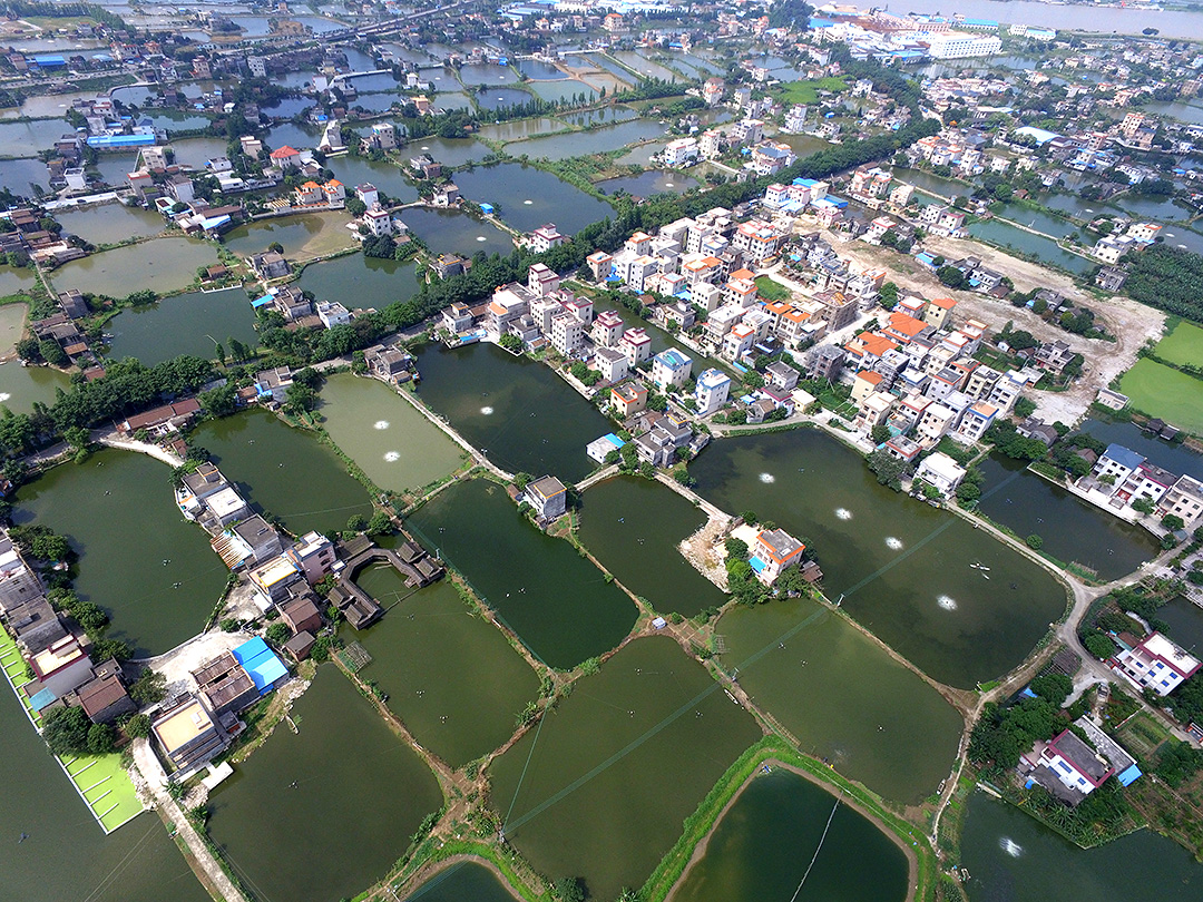 南沙岛四面环江，村舍错落有致，鱼塘星罗棋布。。(龙上淳摄）