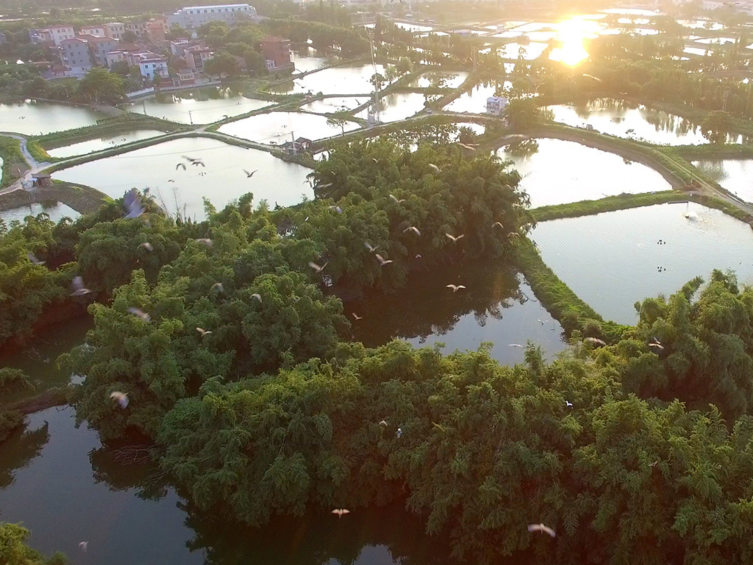 每天晨曙初现之时和黄昏日落时分，数以千计的白鹭、灰鹭、甘草鹭在竹林上空结队飞翔。这一幕情景，发生在佛山市南海区九江镇的璜矶村。广佛都市网航拍工作室出品  摄影：龙上淳