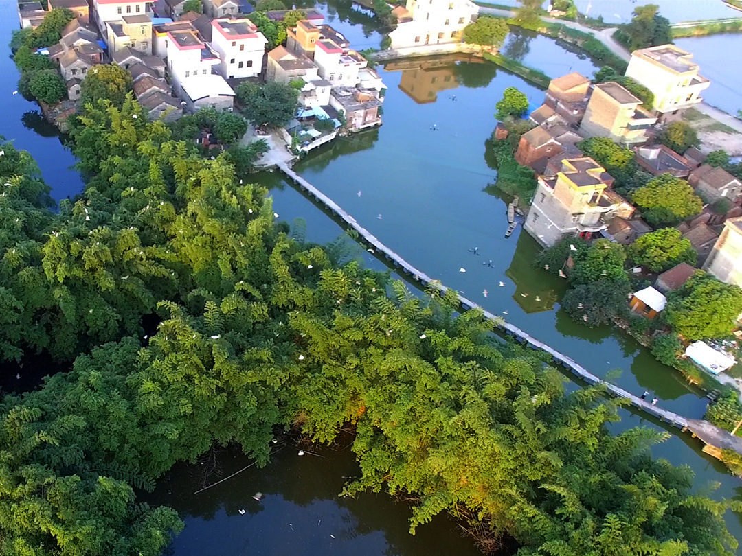 目前栖息在这片竹林中的鸟类约有八千只左右。它们昼出夜伏，与霞光为伴，与村民为邻，人与鸟和谐相处。广佛都市网航拍工作室出品  摄影：龙上淳