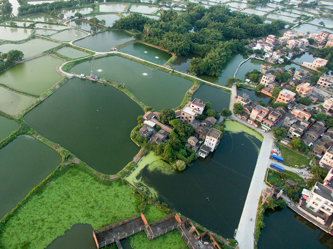 据村民介绍，早自清道光年间，鹭鸟已在此栖息并世代繁衍。村庄附近有数十亩竹林，四周被河流和鱼塘包围着，丰富的鱼虾成为鹭鸟的绝佳美食，竹林则成为鹭鸟的筑巢之所。广佛都市网航拍工作室出品  摄影：龙上淳