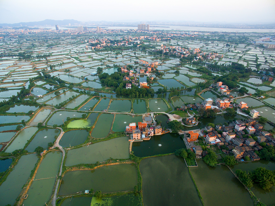 九江是珠三角著名的鱼米之乡。据史料记载，珠三角的先民们最早就是船行到此登岸，在河网纵横的土地上开垦田塘，蓄水养鱼。时至今日，九江依然保留了大片的桑基鱼塘，构成一幅绝美的水乡风情画卷。摄影：龙上淳