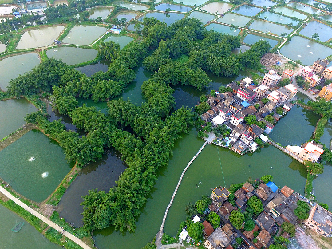 璜矶村这片竹林，从空中看去，像是“亚花”二字。摄影：龙上淳