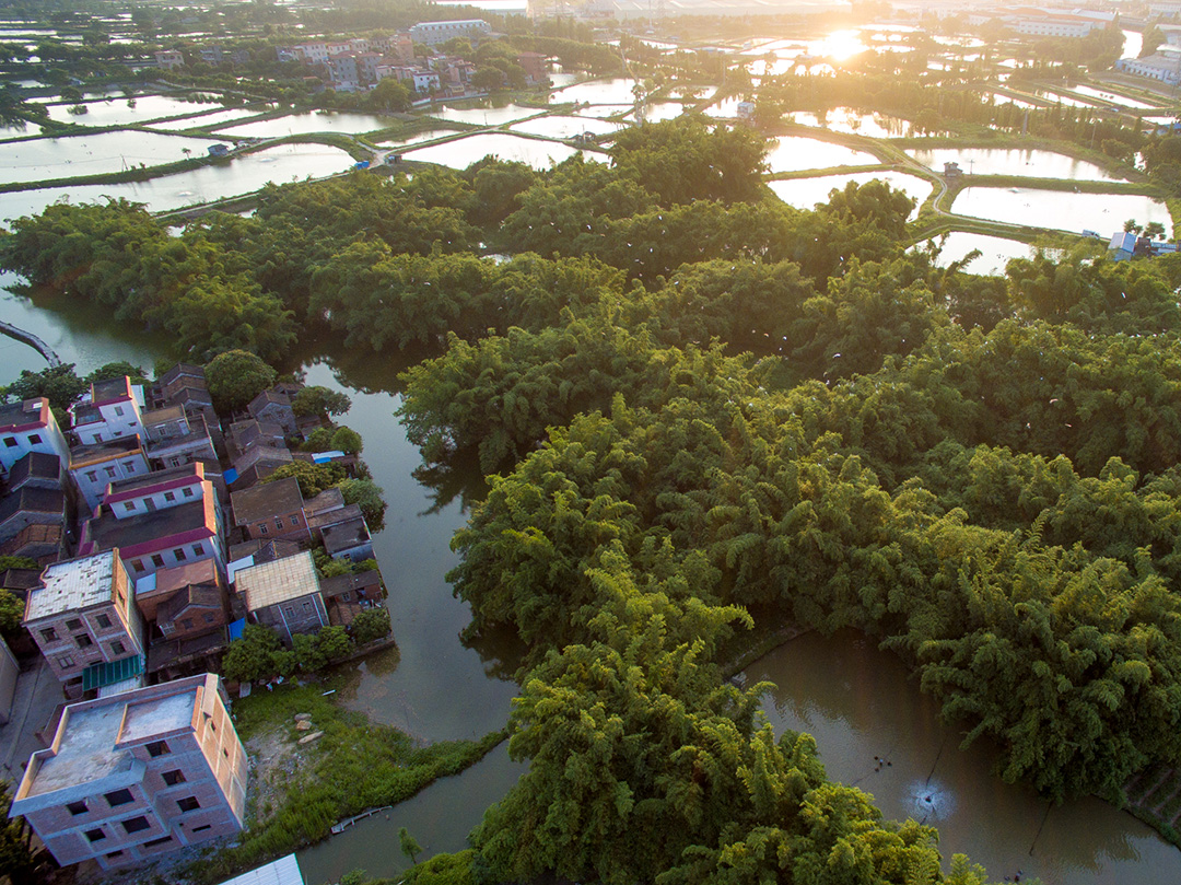 璜矶村的人与鸟也曾有过悲惨的时期。据村中老人回忆，当年日寇入侵，大部分竹林被烧死。村民为保自身平安被逼远走他乡，栖息在此的鹭鸟也纷纷飞迁。日寇投降后，村民逐渐回迁，鹭鸟也结队回巢。摄影：龙上淳