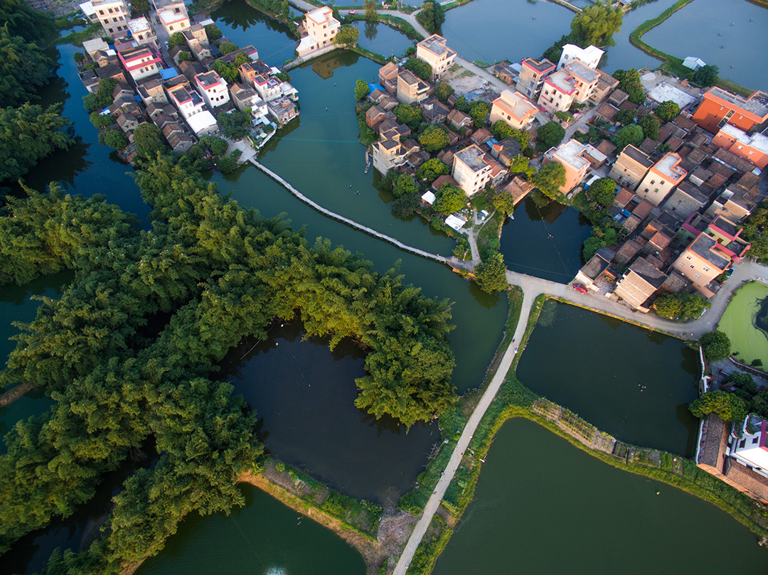 1994年又发生一件令人揪心之事。鹭鸟栖息的竹林开花大片死去，致使大部分的鹭鸟失去巢穴。但忧心的村民发现，鹭鸟却没有离去，而是慢慢等待竹子重生再次筑巢，这是一份多么深情的眷恋。  摄影：龙上淳