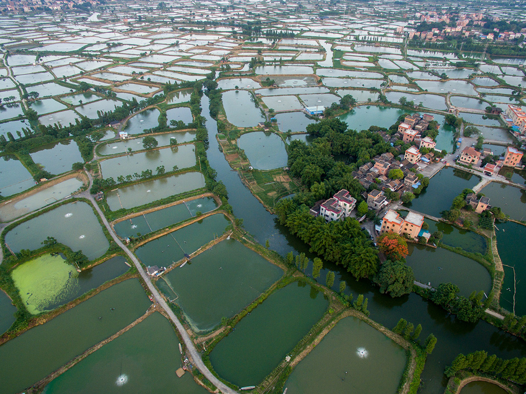 近年来，佛山实施创建国家森林城市的行动，其中的一项重要工作，就是保护原生态的森林、竹林资源。政府和市民都希望，如此美丽的水乡画卷，不要只存在于记忆之中。广佛都市网航拍工作室出品  摄影：龙上淳