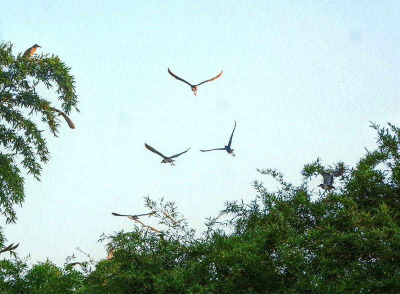 14.高空中鹭鸟翩翩起舞，或休憩，三五成群，在空中划过，融入绿景，一片祥和景象映入眼帘 摄影：龙上淳