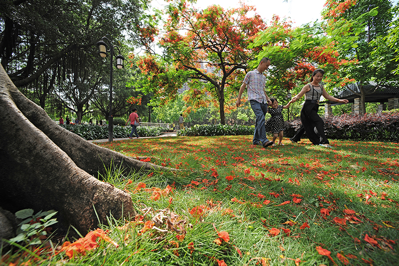 市民在凤凰花下休闲玩耍。（作者： 陈景旺，本图为“生态佛山，绿色生活”环保摄影作品评选获奖作品）