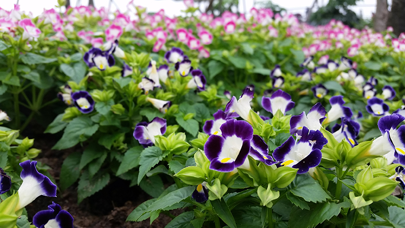 新城滨河景观带。（作者：何生生，本图为“生态佛山，绿色生活”环保摄影作品评选获奖作品）