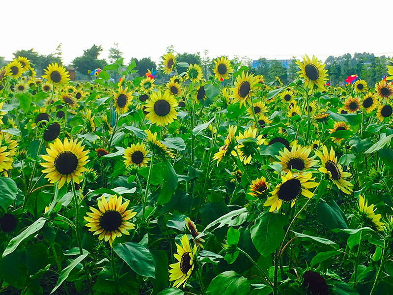 每年立秋过后，便到了向日葵的怒放之时！在南海的翰林湖，就有一片葵花田如期绽放。明艳得犹如金色海洋，层层花浪潮涌，清新如画。摄影：广佛都市网记者 梁韵芮