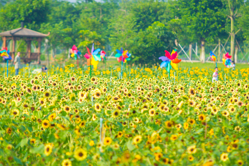每年立秋过后，便到了向日葵的怒放之时！在南海的翰林湖，就有一片葵花田如期绽放。明艳得犹如金色海洋，层层花浪潮涌，清新如画。摄影：网友 孔令峰