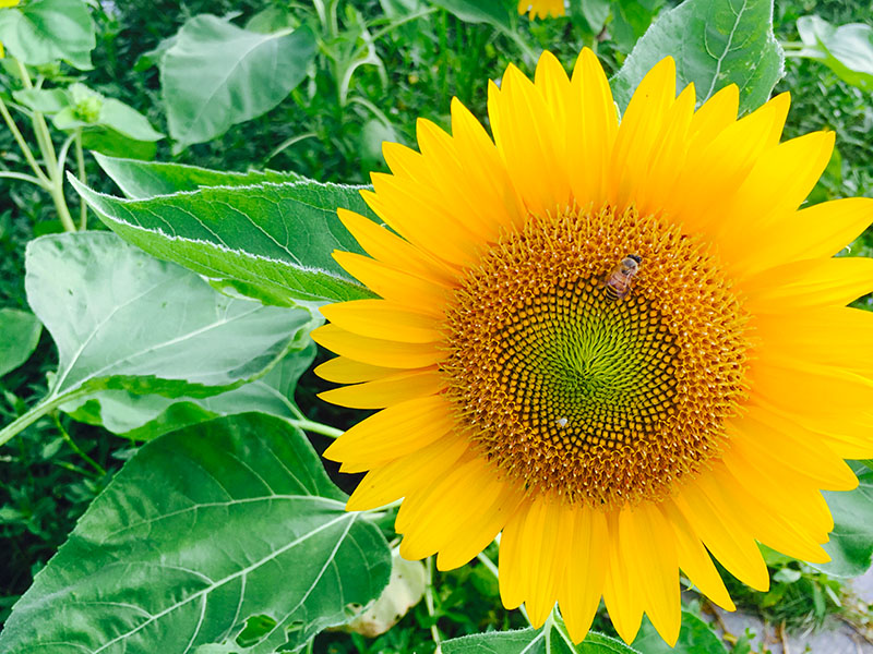 朵朵大葵花朝阳而开，沉甸甸的花盘满布瓜籽，香气满溢，你我静坐于暖阳之下，静窥蜜蜂吮蜜汁，快乐不知时日过！摄影：广佛都市网记者 梁韵芮
