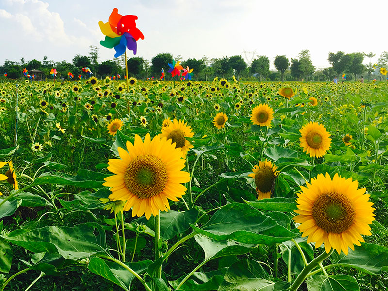 伫立在花海中的可爱风车，是不少孩子的最爱！它们迎风转动与花争艳，为这个童话般的世界，增添了不少神奇色彩。摄影：广佛都市网记者 梁韵芮