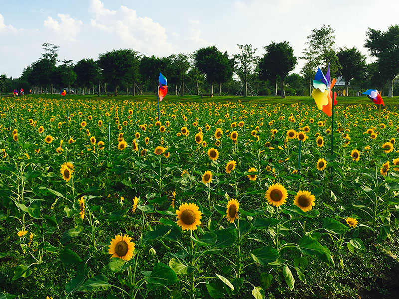 伫立在花海中的可爱风车，是不少孩子的最爱！它们迎风转动与花争艳，为这个童话般的世界，增添了不少神奇色彩。摄影：广佛都市网记者 梁韵芮