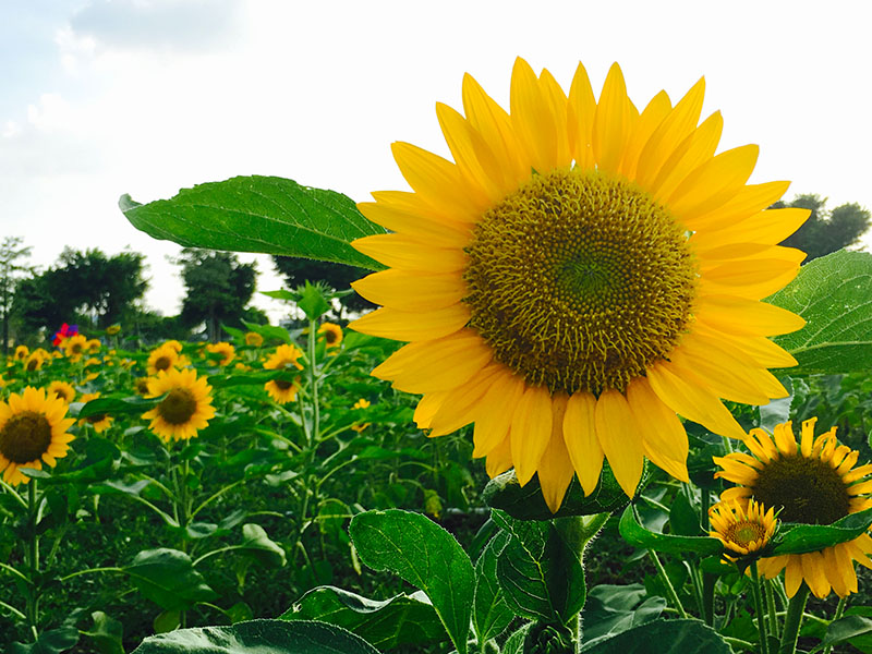 这是向日葵开的最好的时节，她们每一朵都活力满满，低语着的夏天的故事，秋天的体会。摄影：广佛都市网记者 梁韵芮