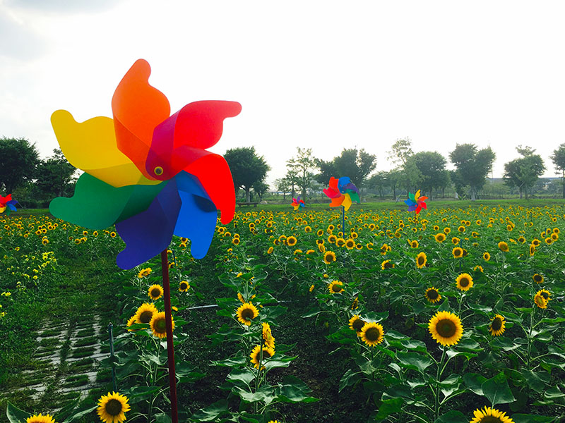 承载着童年记忆的风车和这片斑斓的花海格外相配。她们都是美好、快乐和单纯的象征。徜徉在花海中，仿佛在重温曾经的可爱时光。摄影：广佛都市网记者 梁韵芮