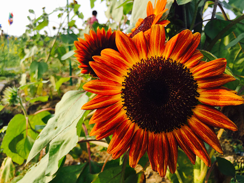 向日葵的花语是信念、光辉、高傲、忠诚、爱慕，向日葵的寓意是沉默的爱，向日葵代表着勇敢地去追求自己想要的幸福。摄影：广佛都市网记者 梁韵芮