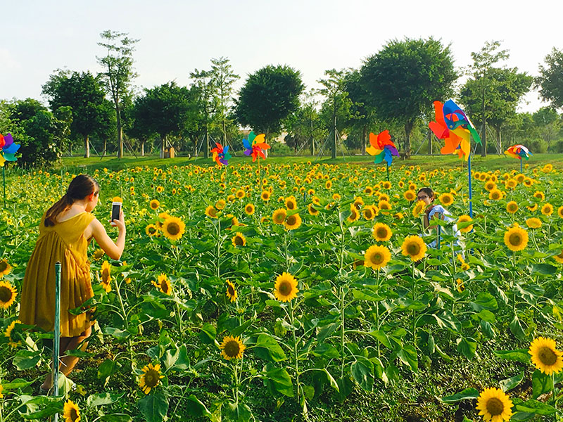 你在花海里看风景，看风景的人在旁边看你，向日葵装饰了你的眼睛，你装饰了这片天地。摄影：广佛都市网记者 梁韵芮