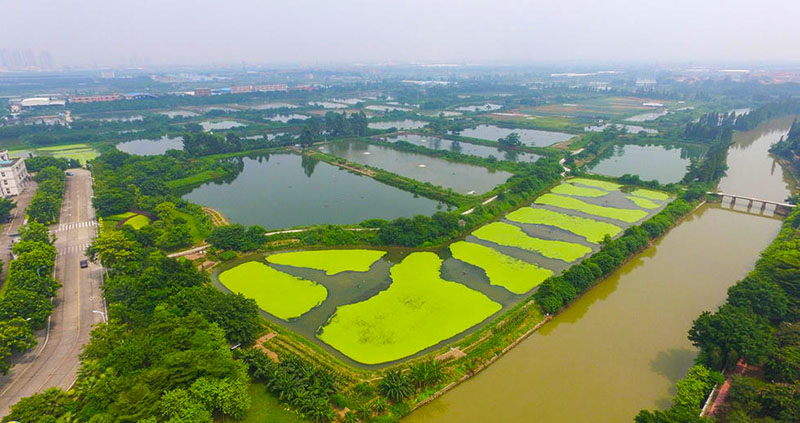 从镇政府上空往周边看过去，丹灶水网纵横，阡陌交通。乍看之下，很难想象这样一个镇，竟然也是2015年中国百强镇中的一员。图为丹灶镇政府周边航拍。（来源：大粤网）