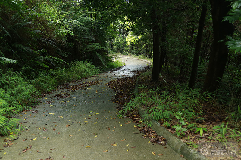 云勇森林公园里的林荫道不知通往何处。沿着这条小道漫步，呼吸新鲜空气，感受满眼清新的绿意。（林荫小道 广佛都市网记者张斯特摄于云勇森林公园）