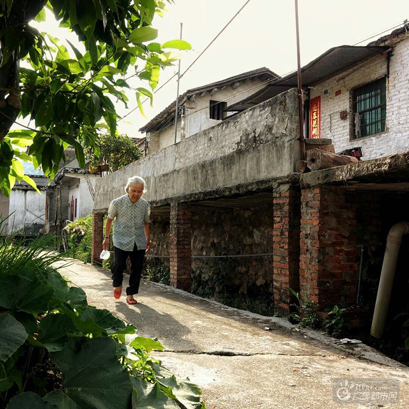 云勇村是有名的长寿村，天然无污染的环境使得村中有很多长寿老人。（散步的阿婆 广佛都市网记者谭杰才摄于云勇村）