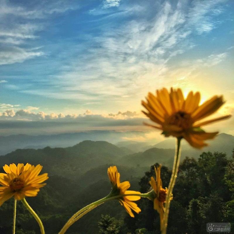 山上的野花每天迎着山风，开得烂漫，开得美丽。（山上野花 广佛都市网记者谭杰才摄于云勇村）