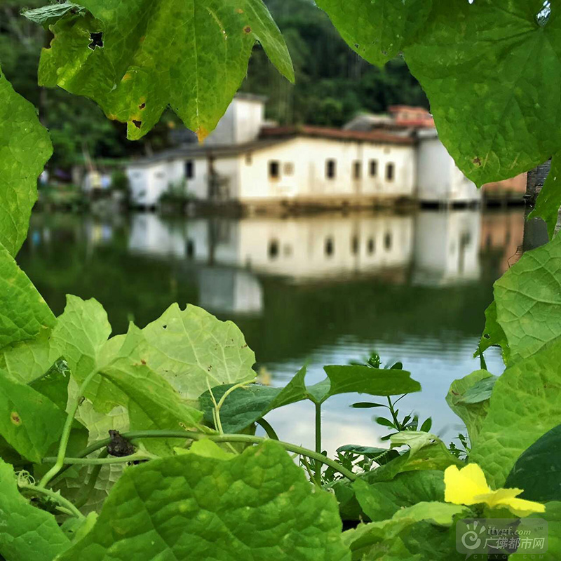 层层的绿叶下的云勇村，更显清新可爱。（绿叶下的云勇 广佛都市网记者谭杰才摄于云勇村）