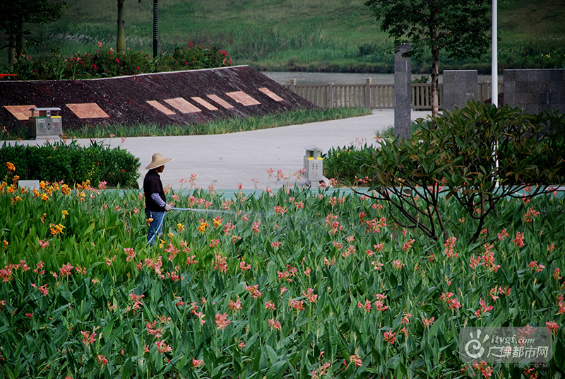 11月7日，立冬。11月的北方早已进入冬季模式，而11月的佛山却依然“绿城飞花”。在东平河石湾湿地公园，数十亩近十万株鲜花竞相绽放，把整个东平河畔渲染得明艳而生动。（网友捕风捉影摄于石湾湿地公园）