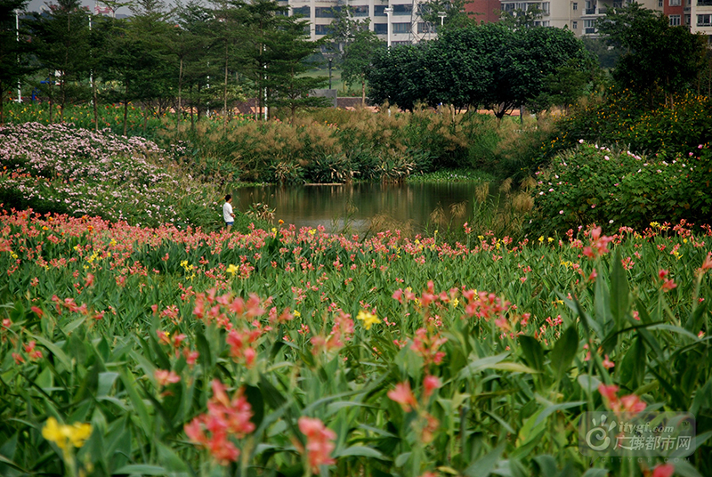 11月7日，立冬。11月的北方早已进入冬季模式，而11月的佛山却依然“绿城飞花”。在东平河石湾湿地公园，数十亩近十万株鲜花竞相绽放，把整个东平河畔渲染得明艳而生动。（网友捕风捉影摄于石湾湿地公园）