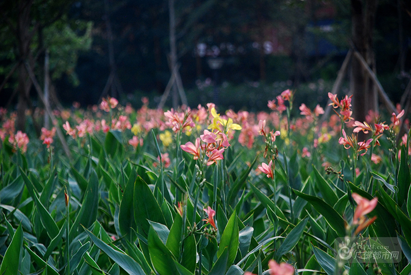 11月7日，立冬。11月的北方早已进入冬季模式，而11月的佛山却依然“绿城飞花”。在东平河石湾湿地公园，数十亩近十万株鲜花竞相绽放，把整个东平河畔渲染得明艳而生动。（网友捕风捉影摄于石湾湿地公园）