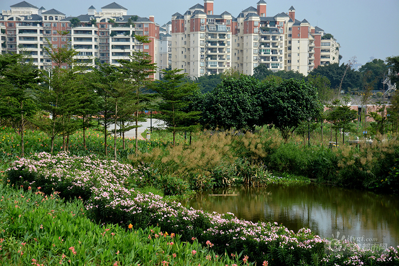 石湾湿地公园依偎在水岸，从滩涂蜕变为湿地公园，种植大量湿地水生植物。（网友捕风捉影摄于石湾湿地公园）