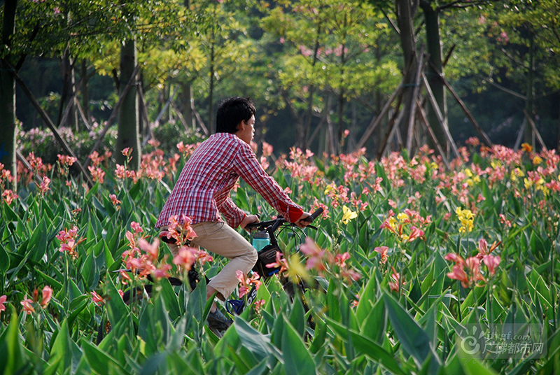 数万株美人蕉围着小湖盛开，挨着绿道延展，层次鲜明，或红或黄的色彩点缀其间。这里曲经通幽，可骑行可步行，舒适宜人。（网友捕风捉影摄于石湾湿地公园）